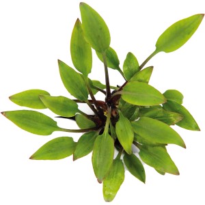 Dennerle Aquariumpflanze Cryptocoryne Lutea Hobbit mit grünen Blättern für das Aquarium.