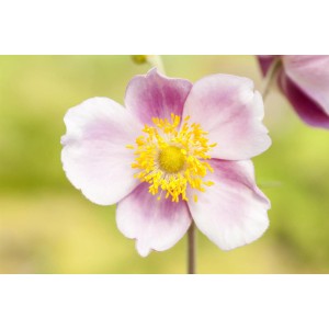 Nahaufnahme einer rosa Garten-Anemone 'Fantasy Jasmine' mit gelber Mitte.