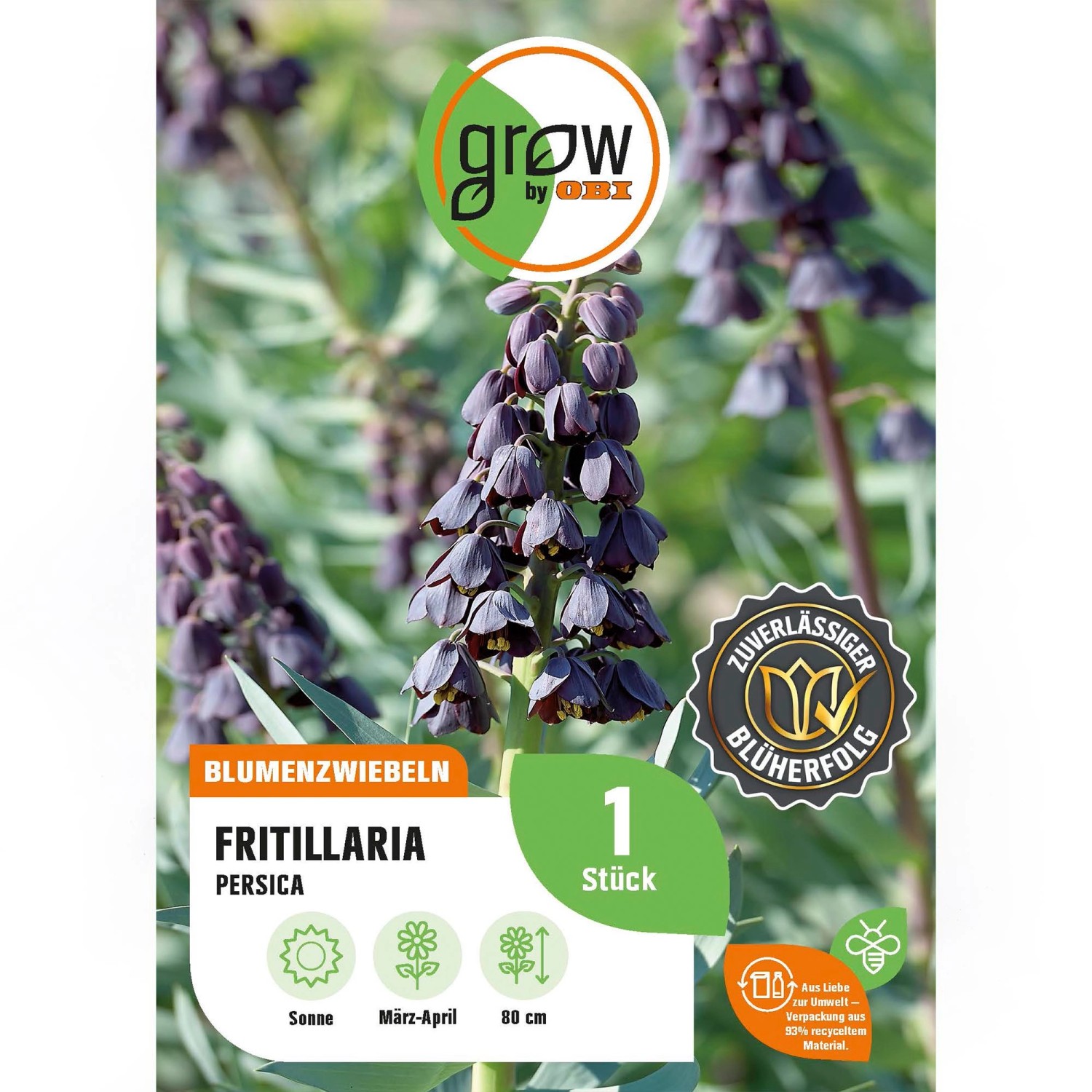 Purpur Kaiserkrone (Fritillaria persica) von GROW by OBI, blühende Blumenzwiebel für Beet und Garten.