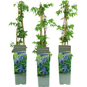 Drei Alpen-Waldreben (Clematis alpina) im Topf, lilablaue Blüten auf Etikett angedeutet.