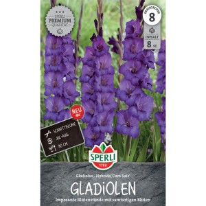 Sperli Gladiolen Cum Suis: Dunkelviolette Blütenstände der Gladiolen Blumenzwiebeln.