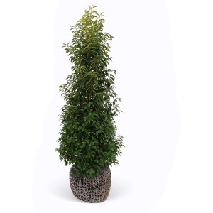 Kirschlorbeer Angustifolia, ca. 200-225cm hoch, im Ballen. Ideal als Heckenpflanze.