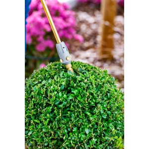 Gloria Sprühlanze 270° Anti-Zünsler für Drucksprühgerät im Einsatz am Buchsbaum.