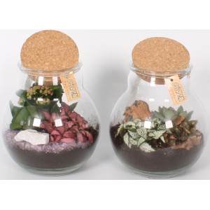Zwei Pflanzen-Arrangements im Korken-Glas (Topf-Ø 18cm) mit Kalanchoe, Fittonia und Echeverie.