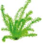 Dennerle Aquariumpflanze Egeria Densa, tropische Wasserpest für Ihr Aquarium.