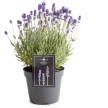 Lavendel kaufen bei OBI