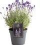 Blühender Lavendel (Lavandula angustifolia) im Topf, ca. 15 cm Ø.