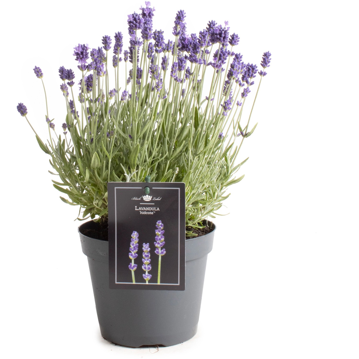 Lavendel TopfØ ca. 15 cm Lavandula angustifolia kaufen bei OBI
