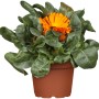 Ringelblume Gelb-Orange im Topf, Calendula officinalis, eine farbenfrohe Beet- und Topfpflanze für Garten und Balkon.