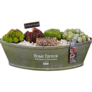 Hauswurz-Arrangement im ovalen Zinkgefäß, bepflanzte Schale mit Sempervivum für den Außenbereich.