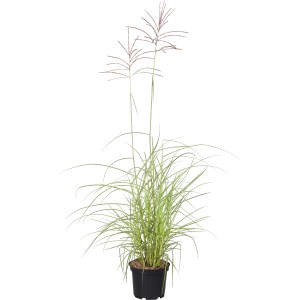 Chinaschilf 'Flamingo' im Topf, ca. 28 cm Ø. Ziergras mit filigranen Blütenständen für Garten & Balkon.