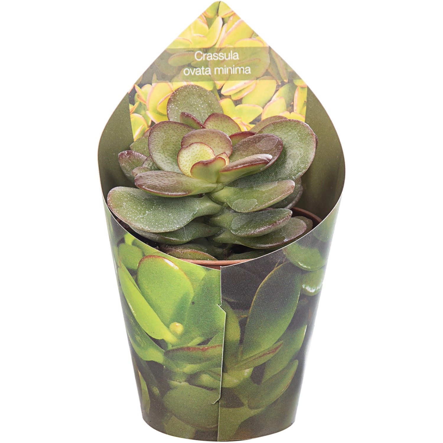 Giromagi Sukkulente (Dickblatt) im Topf, ca. 8-10 cm hoch. Dekorative Zimmerpflanze.