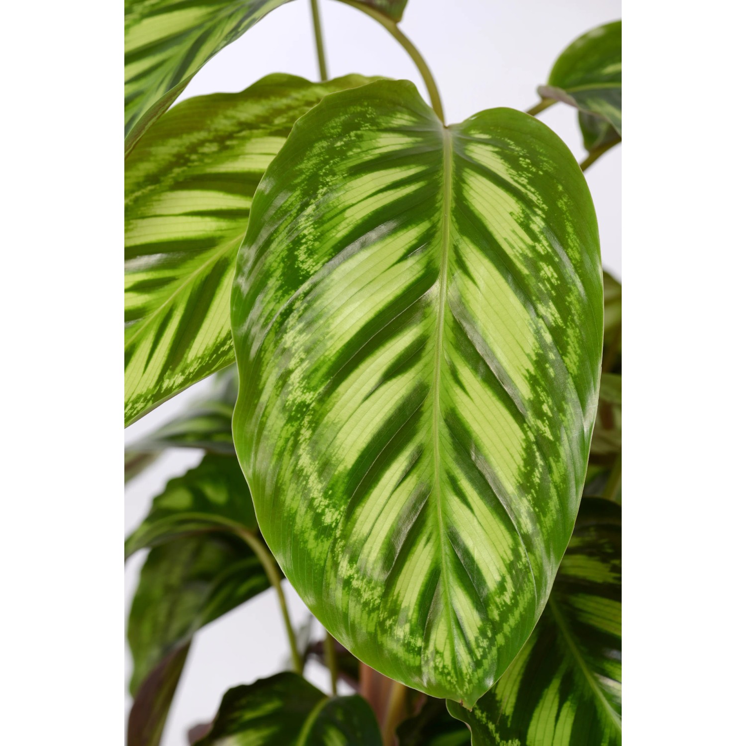 Korbmarante sortiert Hhe ca. 65 cm Topf- ca. 17 cm Calathea kaufen bei OBI