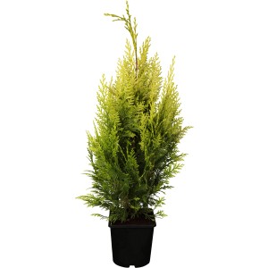 Gartenzypresse Ivonne im Topf, gelbe Nadeln, ca. 50-60 cm hoch.