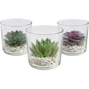 Echeverien im Glas, verschiedene Farben, Topfgröße 13cm, dekorative Sukkulenten für den Innenbereich.