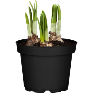 Frühlingserwachen Set: Narzissen, Traubenhyazinthen und Hyazinthen im schwarzen Topf.