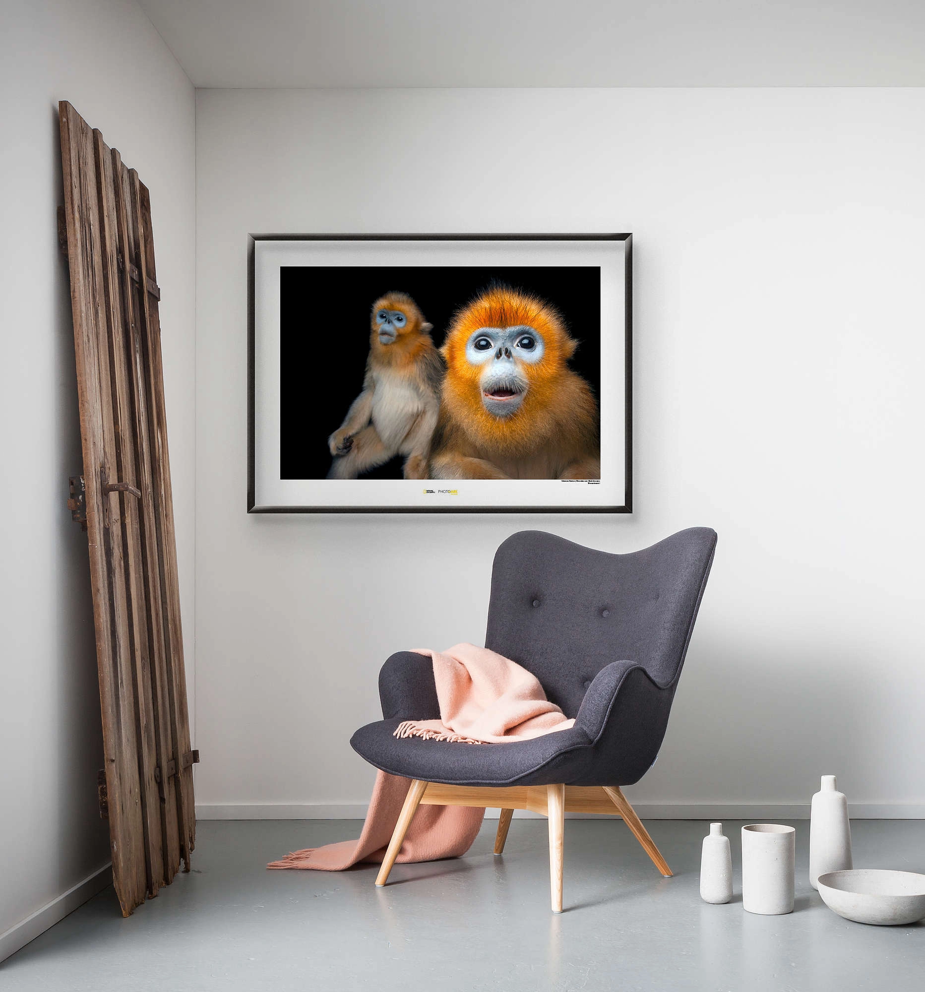Komar Wandbild Golden Monkey 40 x 30 cm kaufen bei OBI