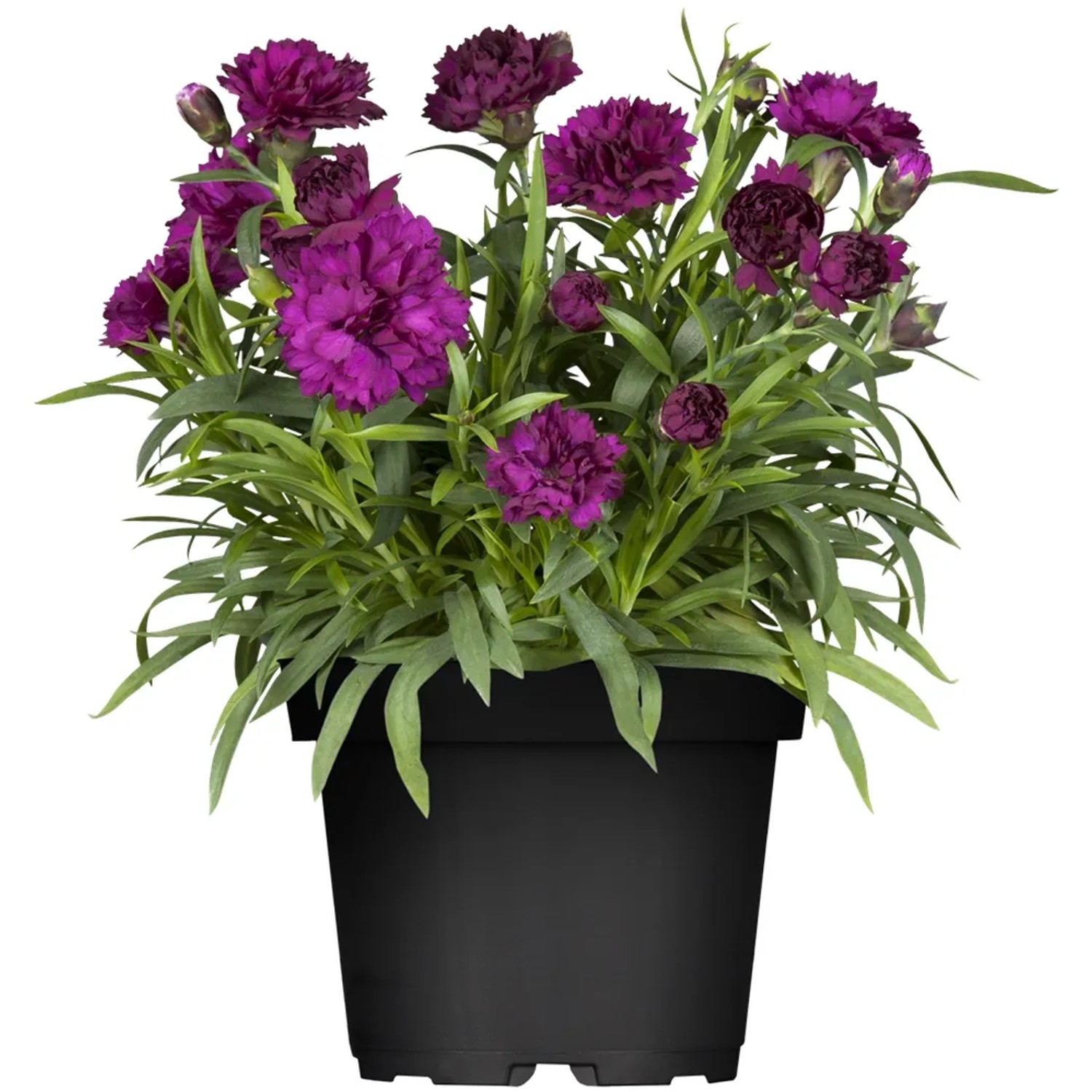 GROW by OBI Gartennelke Lila Topf- ca. 14 cm Dianthus caryophllus kaufen  bei OBI