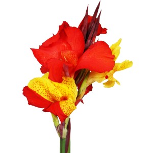 Blühendes Blumenrohr Cleopatra Mix im Topf mit roten und gelben Blüten.