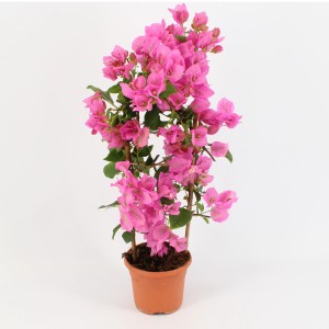 Drillingsblume (Bougainvillea) am Spalier mit pinkfarbenen Blüten im Topf.