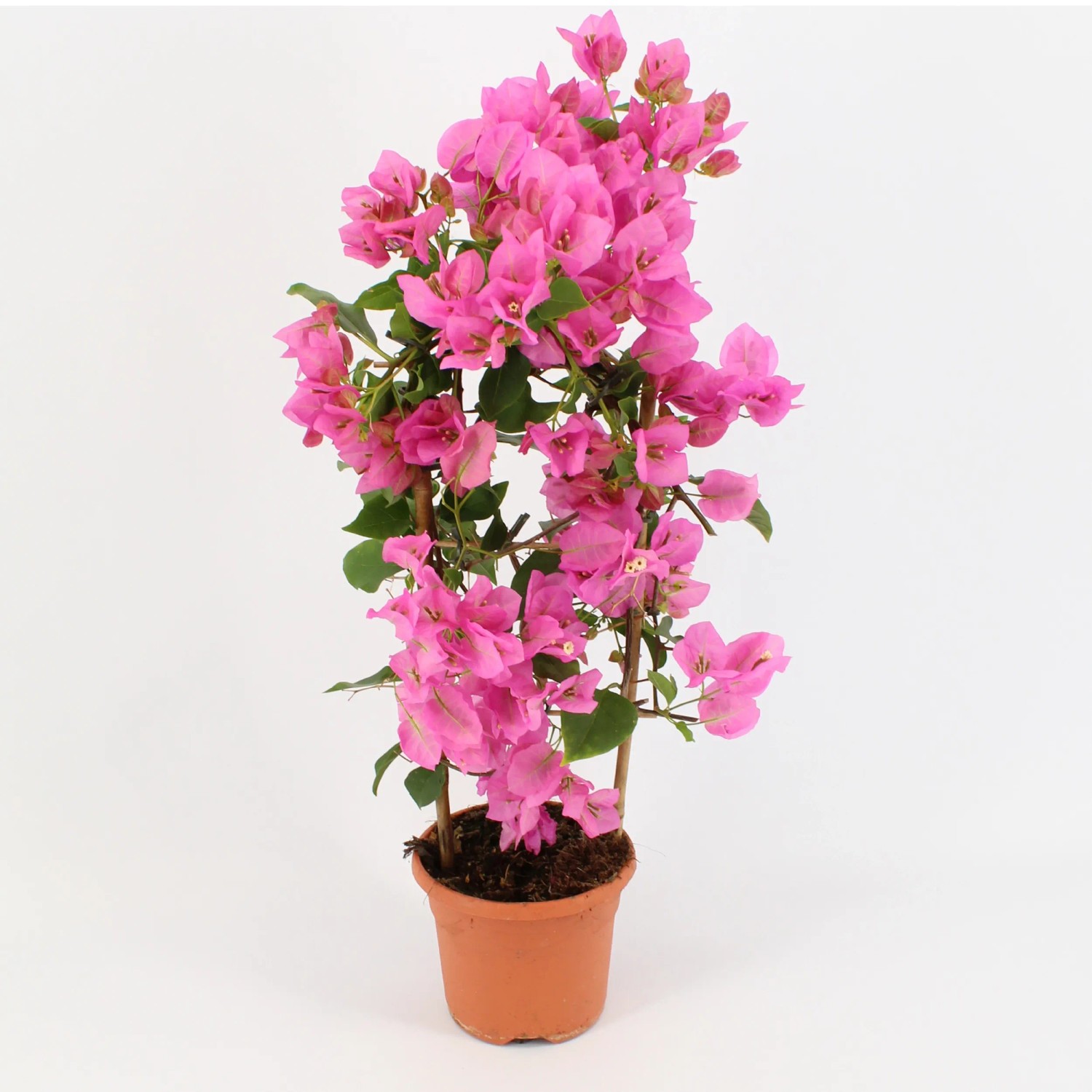 Drillingsblume am Spalier in Farben Hhe ca. 55 cm Topf- ca. 17cm  Bougainvillea kaufen bei OBI