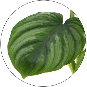 Detailaufnahme Baumfreund Mamei Blatt, grüne Zimmerpflanze mit silbrigen Streifen.