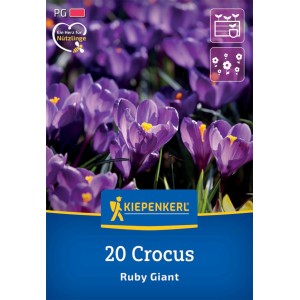 Kiepenkerl Krokus Ruby Giant, 20 violette Blumenzwiebeln für Frühjahrsblüte.