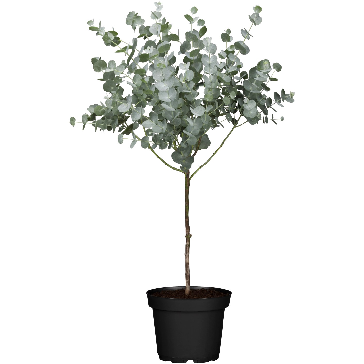 Kubelpflanze Eukalyptus Azura Stmmchen Topf- ca. 11 cm Eucalyptus gunnii  kaufen bei OBI