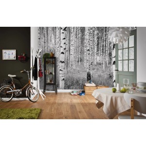 Komar Vliesfototapete Woods, 368x248cm, mit Birkenwald-Motiv in Schwarz-Weiß.