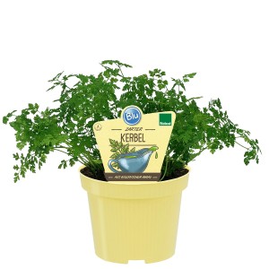 Blu Bio-Kerbel im Topf (Ø 12cm). Würziger Kerbel mit zarten, grünen Blättern im gelben Topf.