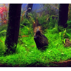 Dennerle Eleocharis Pusilla Aquariumpflanze In-Vitro, Zwergnadelsimse für den Vordergrund im Aquarium.