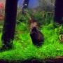 Dennerle Eleocharis Pusilla Aquariumpflanze In-Vitro, Zwergnadelsimse für den Vordergrund im Aquarium.