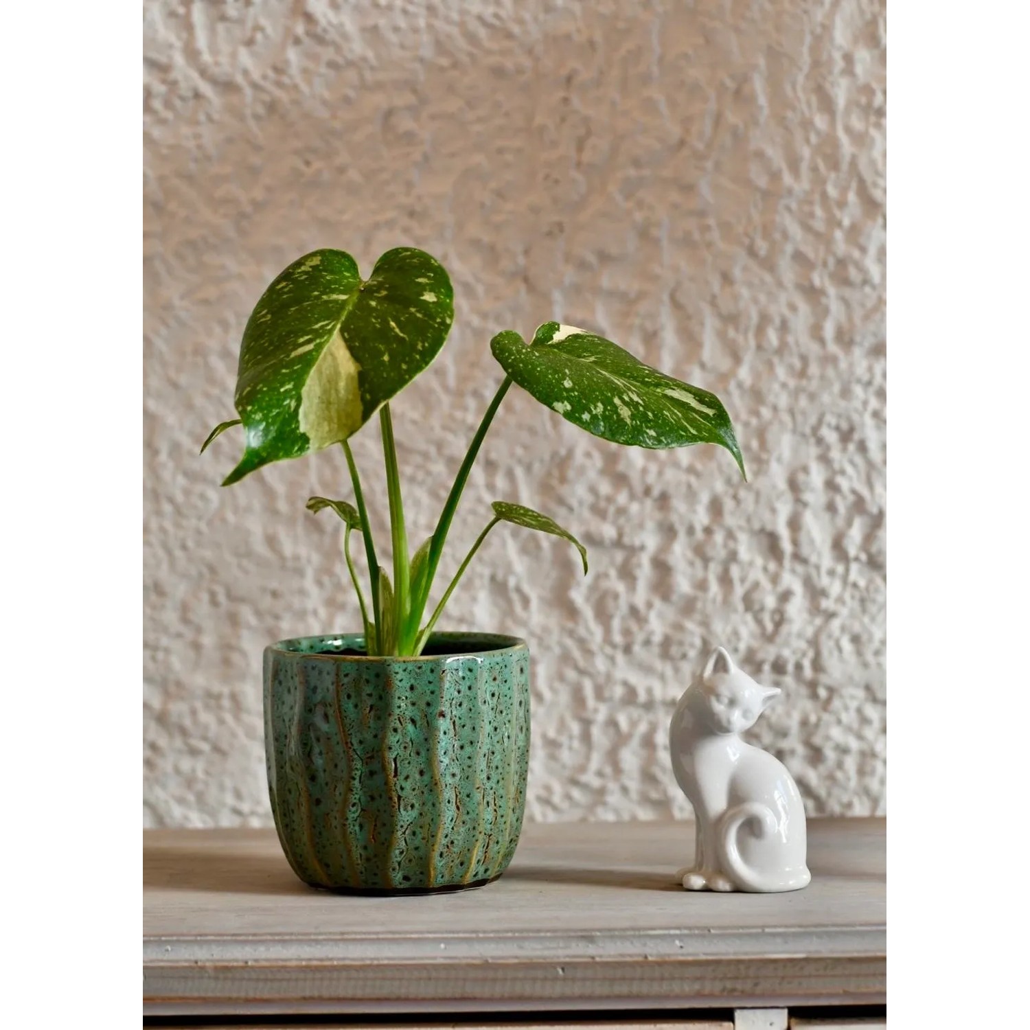 monstera deliciosa english Monstera Deliciosa (Swiss Cheese Plant) – Hey Rooted main image 1