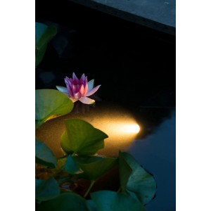 Ubbink Aqua SpotLight Teichbeleuchtung mit LED-Spot beleuchtet Seerose im Teich.
