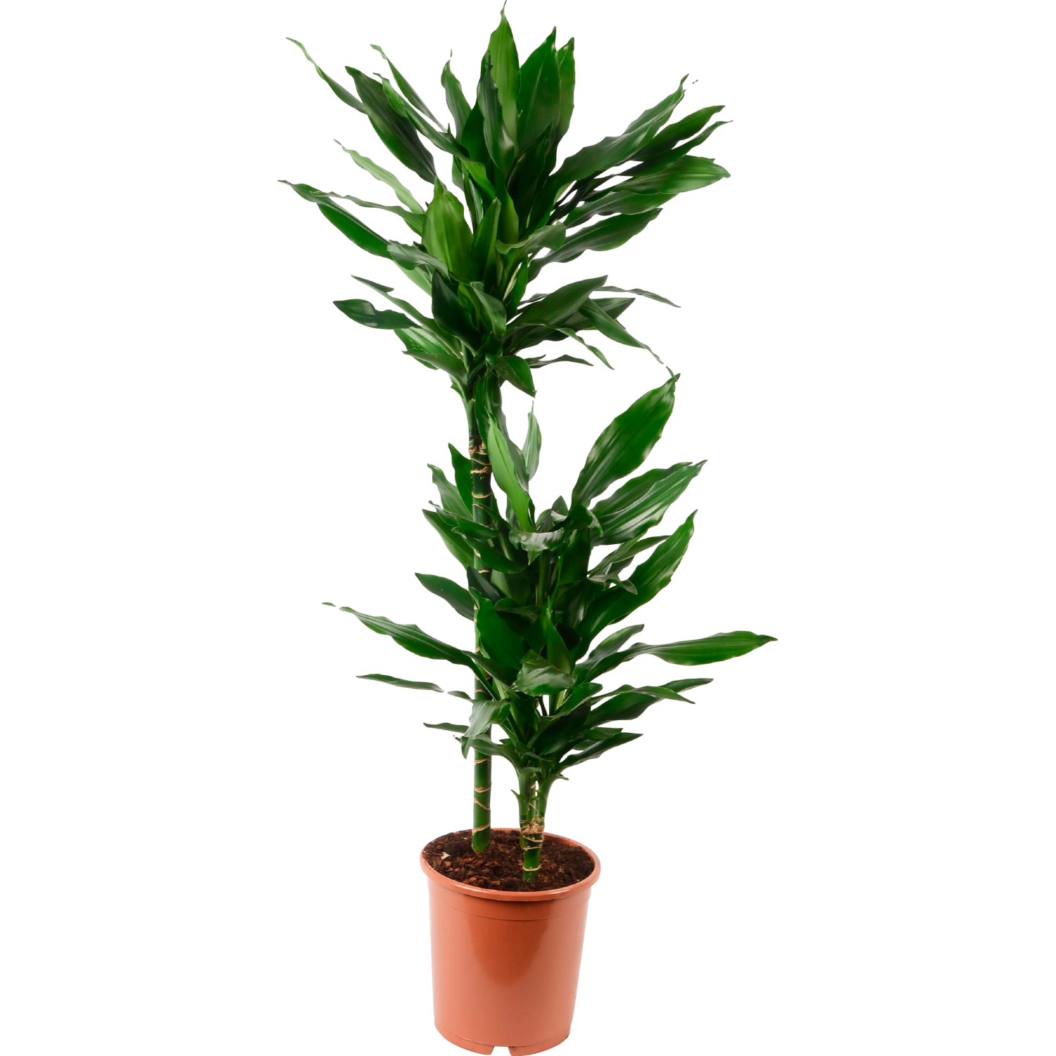Drachenbaum (Dracaena) im Topf, grüne Blätter. Dekorative Zimmerpflanze für helle Standorte.
