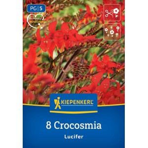Kiepenkerl Blumenzwiebeln Crocosmia Lucifer