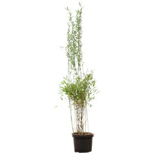 Fontänenbambus Set à 10 Stück Höhe ca. 150 - 175 cm Fargesia nitida