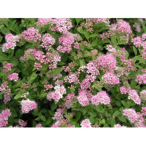 Nahaufnahme der hellrosa Blüten der OBI Sommer-Spiere Little Princess.