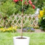 Rose im Topf, gestützt durch einen 60 cm Bambusstab als Rankhilfe im Garten.