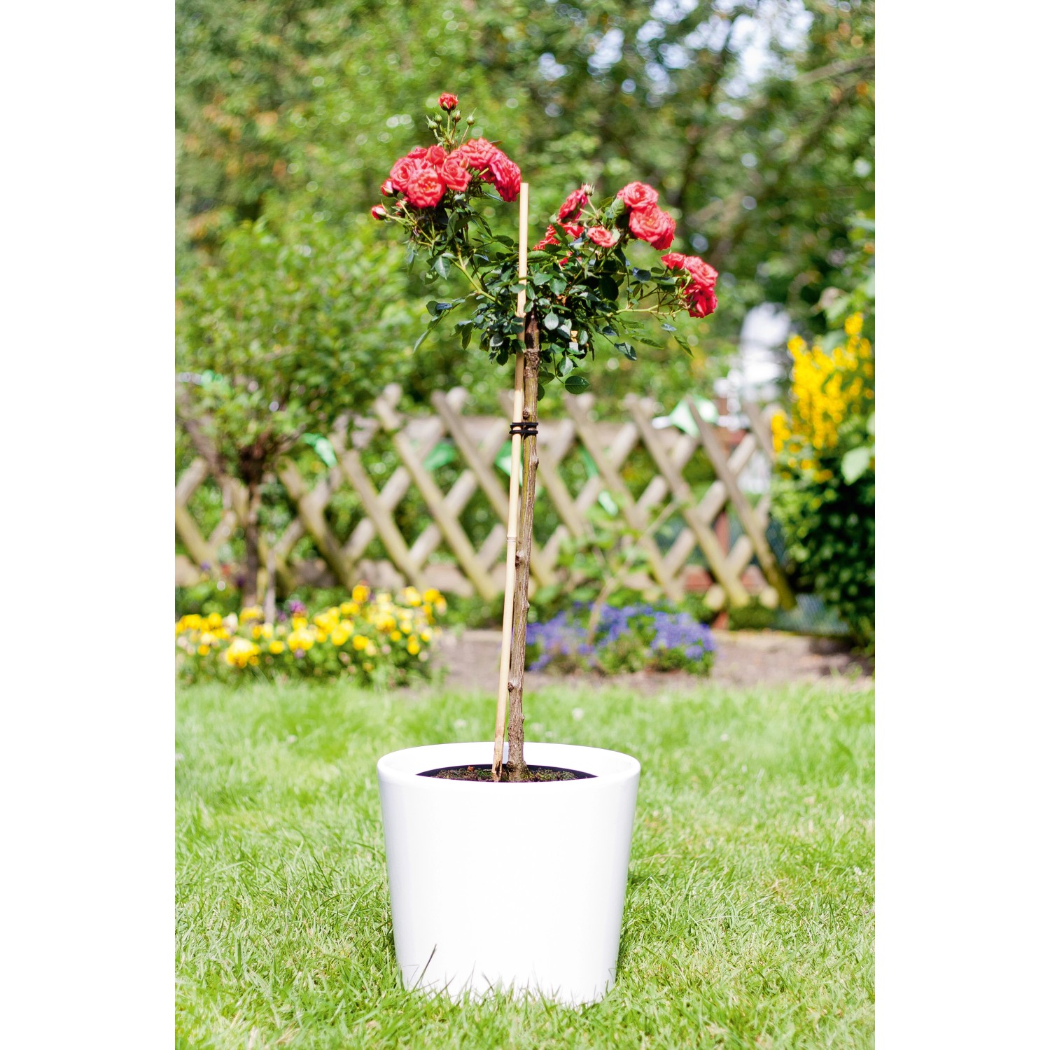 Rose im Topf, gestützt durch einen 60 cm Bambusstab als Rankhilfe im Garten.