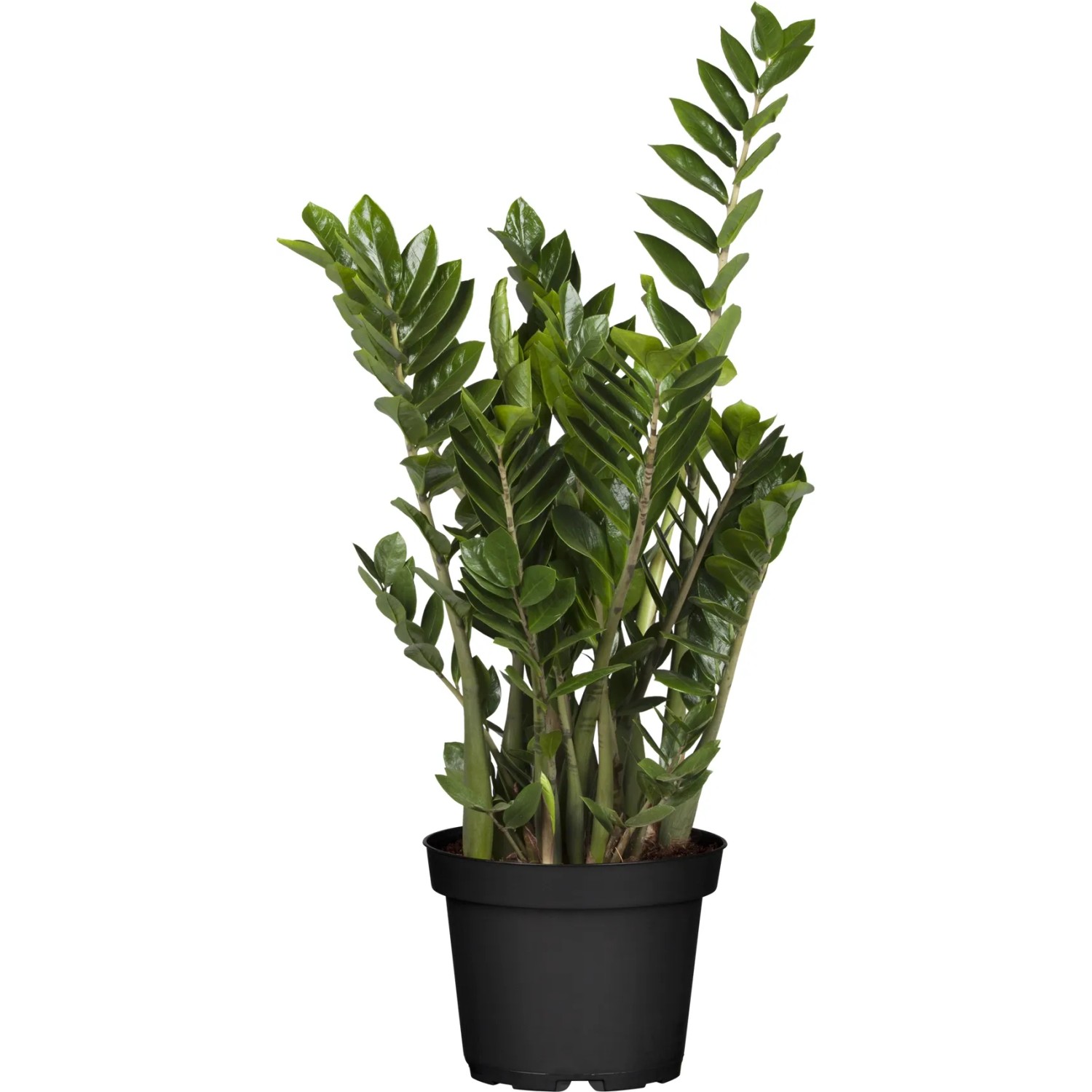 gummibaum rosa Gummibaum Ficus Elastica 'Robusta' Zimmerpflanze kaufen main image 1