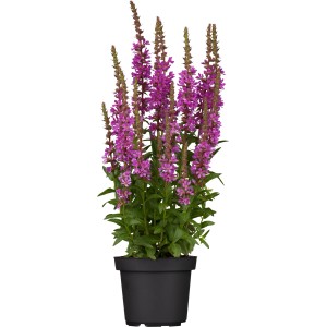 Blut-Weiderich im Topf, pinke Blütenkerzen, grüne Blätter. GROW by OBI Lythrum.