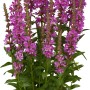 Blut-Weiderich im Topf, pinke Blütenkerzen, grüne Blätter. GROW by OBI Lythrum.