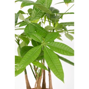 Rasierpinselbaum (Pachira aquatica), ca. 50-55 cm hoch, im Topf. Dekorative Grünpflanze.