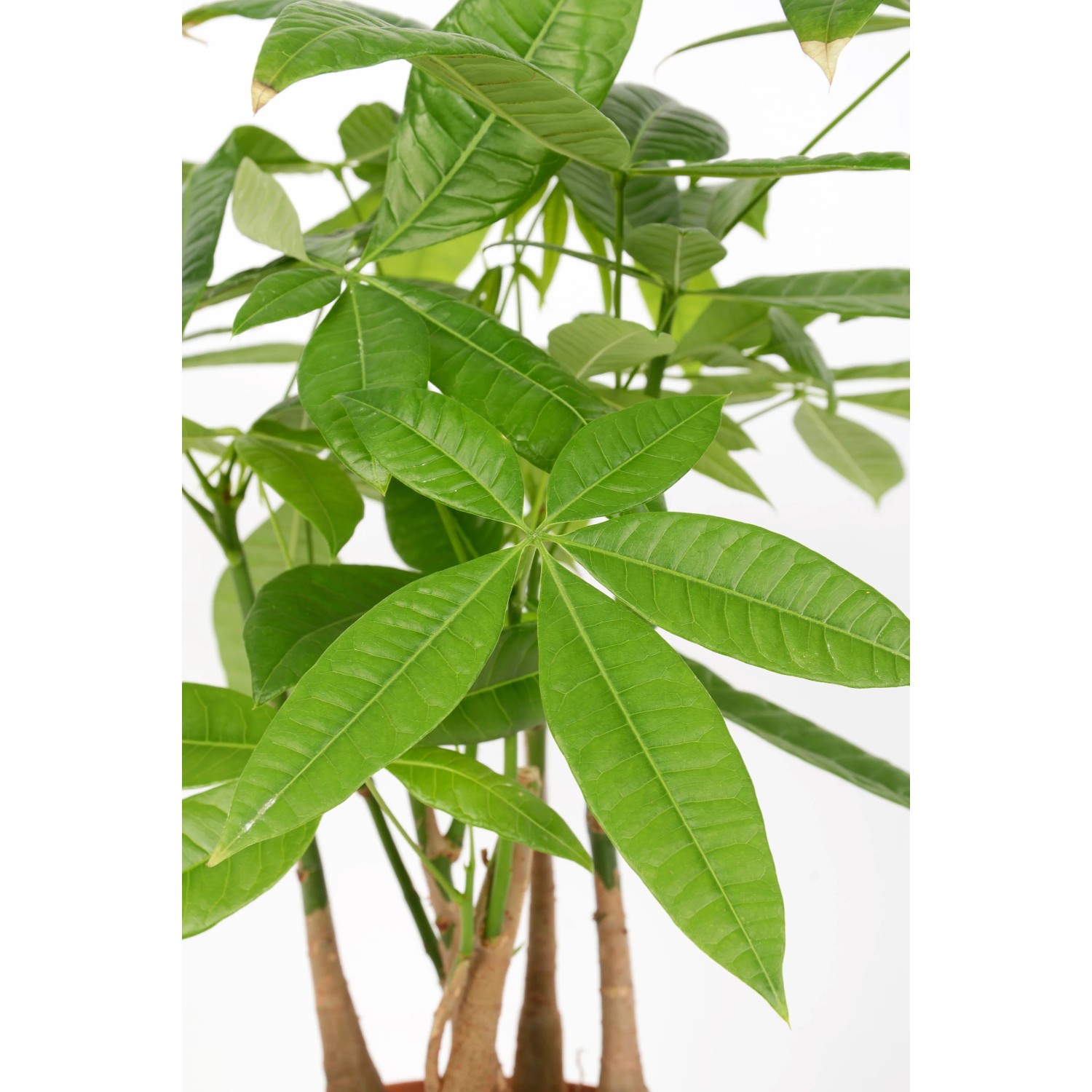 gummibaum italien Gummibaum XL | Ficus elastica main image 0