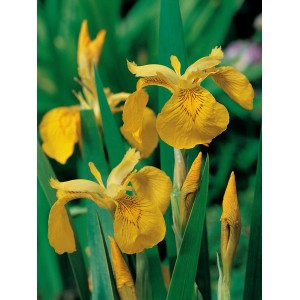 Gelbe Sumpfschwertlilie (Iris pseudacorus) im Topf, eine dekorative Teichpflanze.