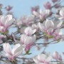 Fototapete mit Magnolienblüten vor blauem Himmel. Dekorative Wandgestaltung mit floralem Motiv.