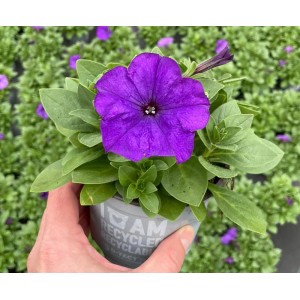Hängende, violette Grow by OBI Petunie im Topf, ideal für Balkon und Kübel.