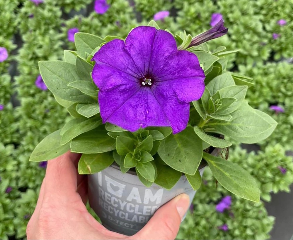 Grow By OBI Petunie Hängend Mix Topf-Ø Ca. 12 Cm "Petunia X Hybrida ...