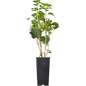 GROW by OBI Bio Johannisbeere "Jonkheer van Tets" Rot Topf ca.2 l Ribes